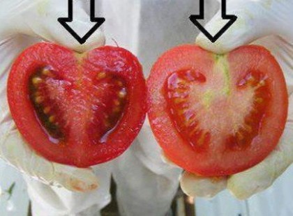 Vigyázz! Mérgeket eszel! Így tudod nagyon gyorsan beazonosítani a gén-manipulált paradicsomot!