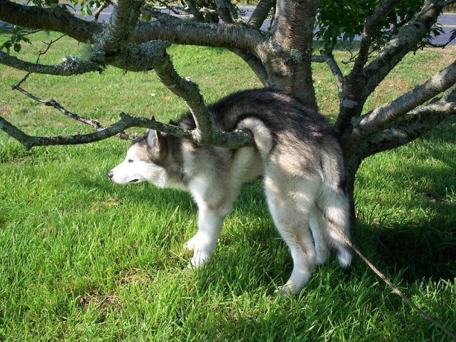 dog-2