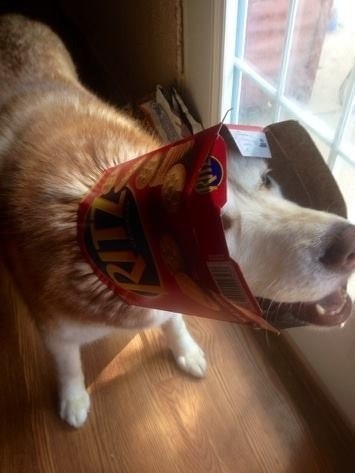 dog-11