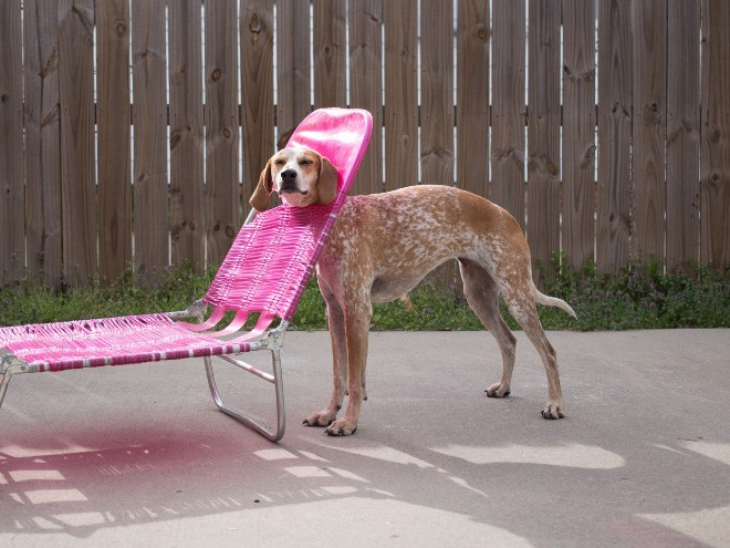 dog-12