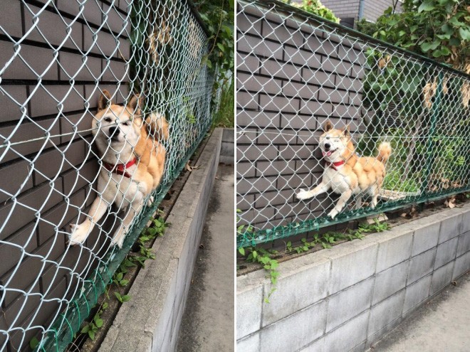 dog-13
