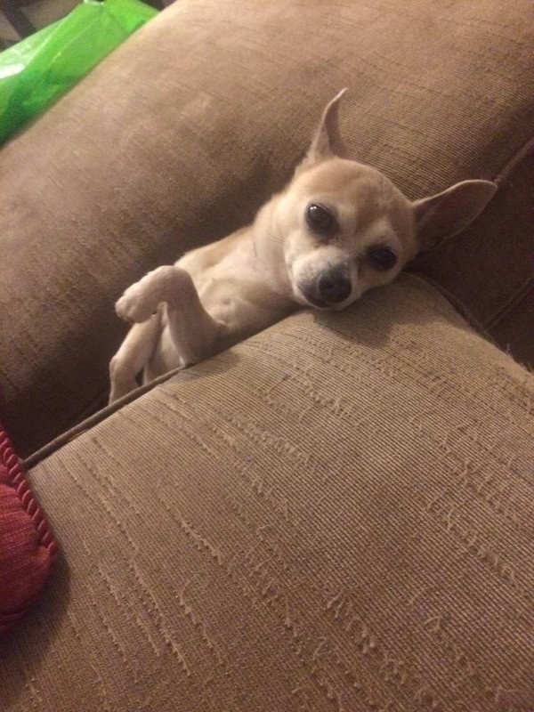 dog-15
