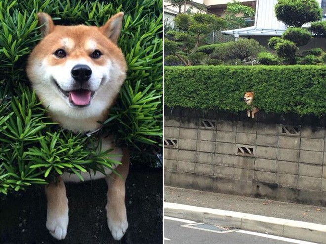 dog-3