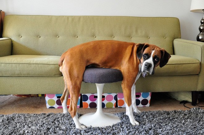 dog-5