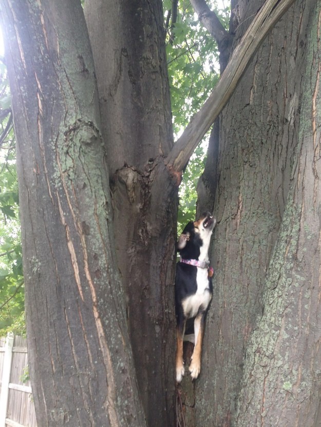 dog-10