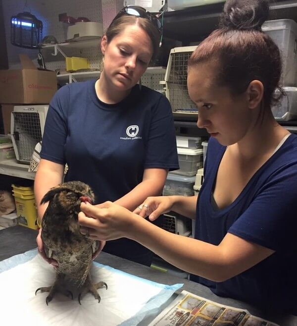 Wild at Heart Rescue