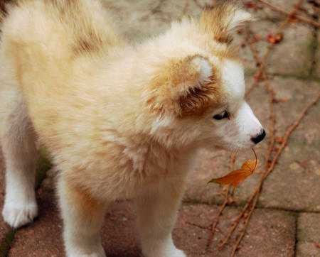 The Daily Puppy