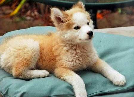 The Daily Puppy