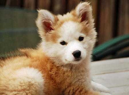 The Daily Puppy