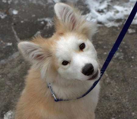 The Daily Puppy