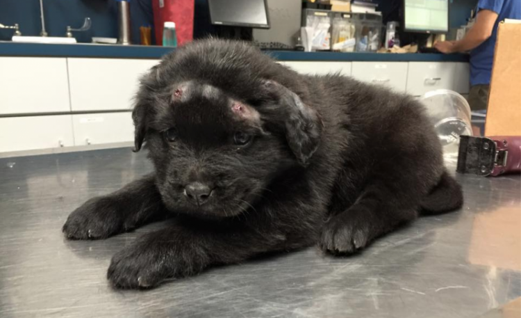 Ebenezer Animal Hospital