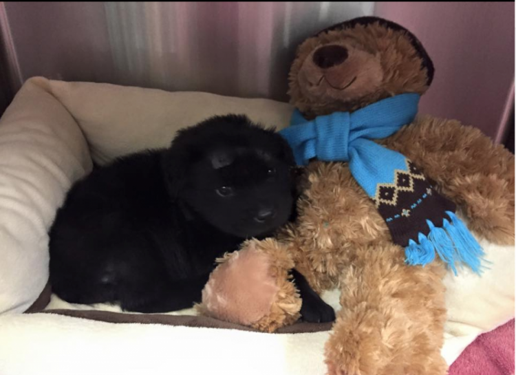 Ebenezer Animal Hospital