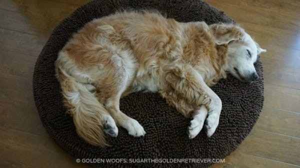 5-9 Hund tupplur2