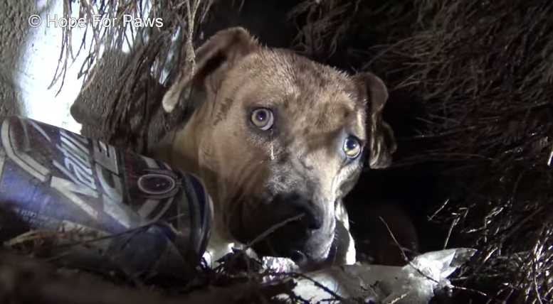 Hope for Paws