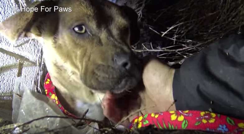 Hope for Paws