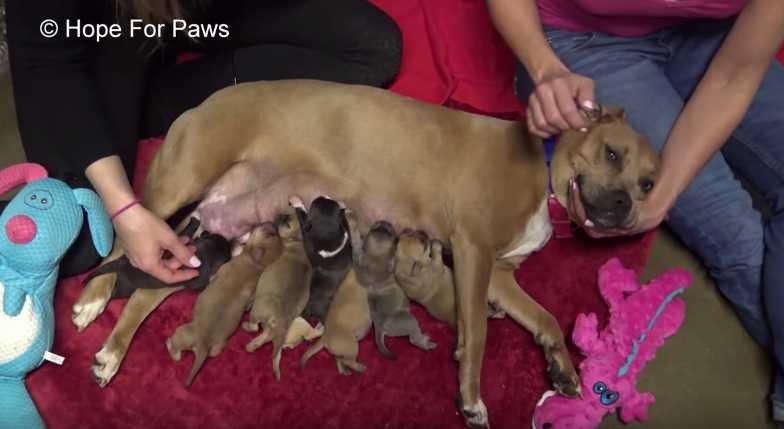 Hope for Paws