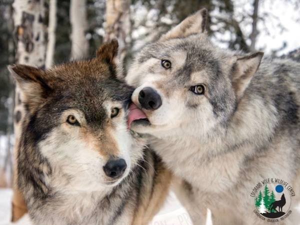 wolfe