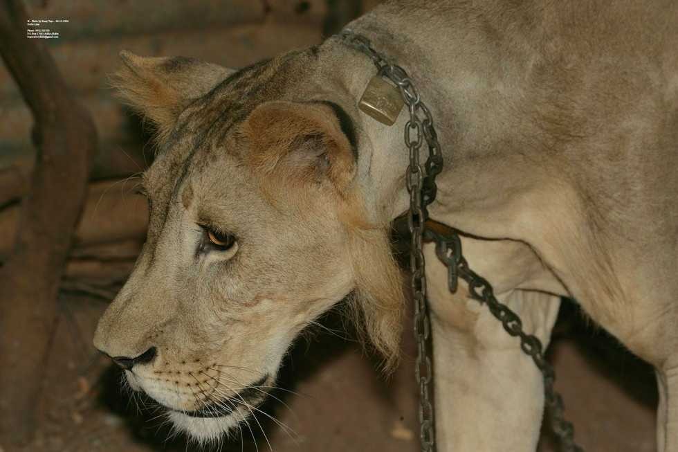 Born Free Foundation