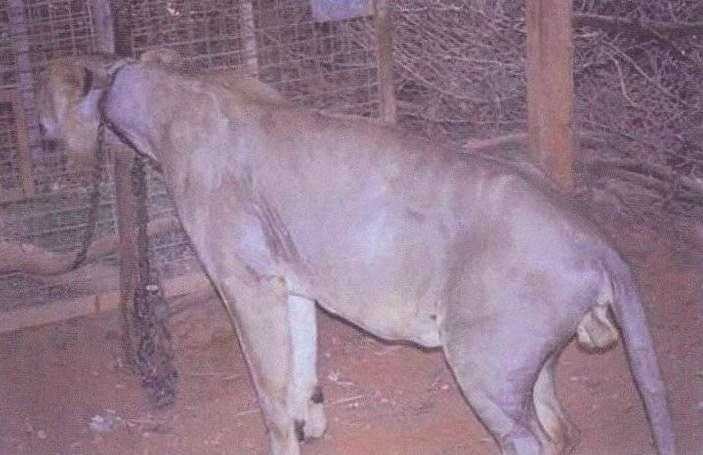 Born Free Foundation
