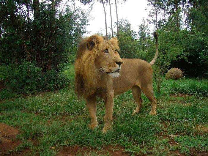 Born Free Foundation