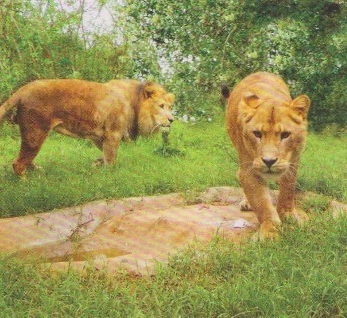 Born Free Foundation