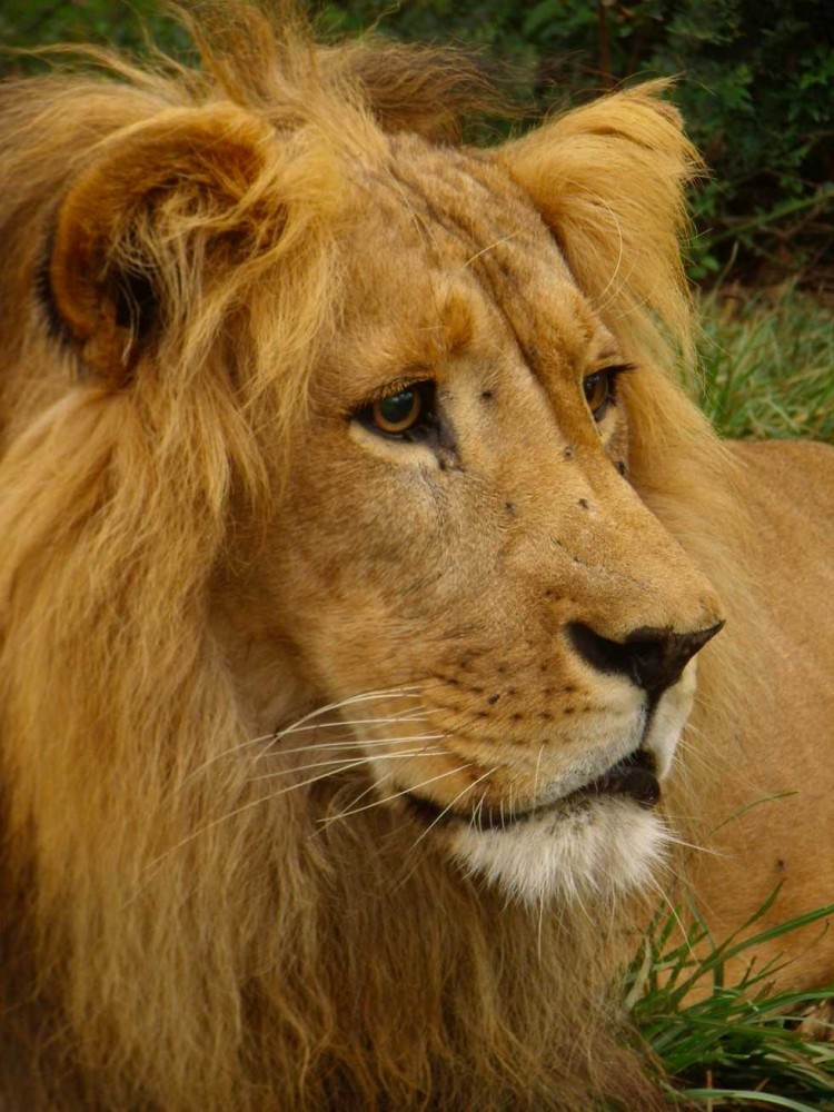 Born Free Foundation