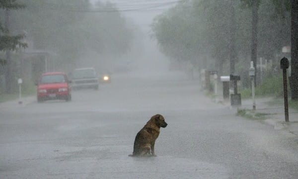 Facebook/Pawmetto Lifeline