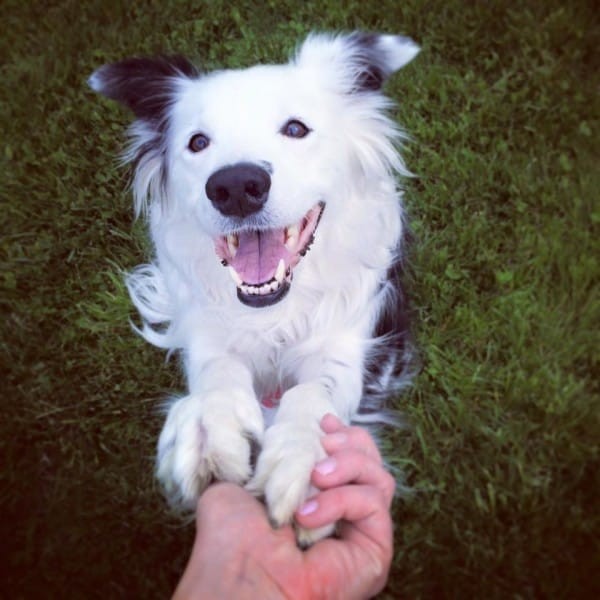 Facebook/Paige The Border Collie