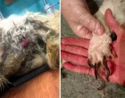 5 elhagyott kutyát találnak a parkolóban - mikor közelebb mennek valami szörnyű dolgot vesznek észre