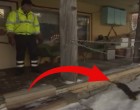 A férfi minden nap várja pajtását - ezt a váratlan barátságot muszáj megnézned