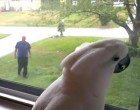 A gazdi épp hazajön a munkából - a kakadu nem tudja örömét leplezni