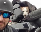 A gazdi kidobta kutyáját az utcára - nézd mit csinál ez a motoros vele