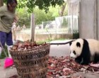 A gondozó takarítani próbál az állatkertben - a rosszcsont pandákon csak nevetni tudunk
