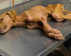 A haldokló kutyát egy 8 éves autista fiú fogadta örökbe - csoda történt
