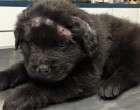 A kiskutya tiszta véresen fekszik az állatorvos előtt - az orvos szörnyű dolgot fedez fel