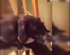 A kutya 10 napig távol volt - nézd meg, mit csinál a macska, amikor újra találkoznak