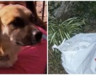 A kutya egy elhagyott műanyag zacskót talál - tettéért az egész ország tiszteli őt