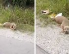 A nő azt hiszi egy döglött kutyát lát az út mellett - közelebb megy és rájön a szörnyű igazságra