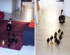 A nő beengedi házába a kacsákat - aztán előveszi a kameráját és megy utánuk