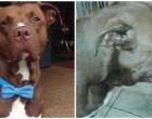 A pitbull nincs pórázon és odarohan a gyerekekhez - a gazdája nem hisz a szemének mikor látja miért
