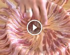 A szakács bacon szeleteket tesz egy serpenyőbe, hihetetlen milyen fenséges étel lesz belőle!