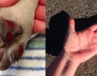 Az anya kéri kislányát hogy mosolyogjon - amit a kutya ekkor tesz az hihetetlen