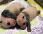 Az újszülött panda első 100 napja