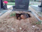 Azt gondolták, hogy a kutya a gazdáját gyászolta - de aztán észrevettek valamit