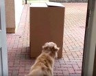 Csomagot talál a kutya a ház előtt - a szag alapján érzi ki az és teljesen odavan a boldogságtól