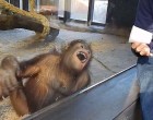 Dőlt a nevetéstől a bűvésztrükk láttán az orangután