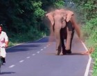 Egy elefánt üldözi a kerékpárost az úton - de nézd mi tűnik fel a kép jobb oldalán
