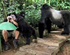Egy gorillacsoport veszélyesen közel megy a fotóshoz - a férfi bámulatosan reagál erre