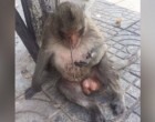 Elmegy az úton ülő majom mellett - mikor közelebbről megnézi akkor látja a szörnyűséget