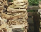 Ettől a képtől mindenki megőszül - megtalálod a képen a macskát?